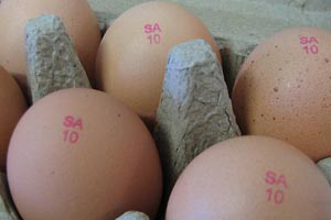 South Australian eggs marked with quality stamp