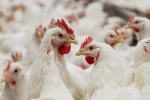 New wave of poultry growth possible in Oceania