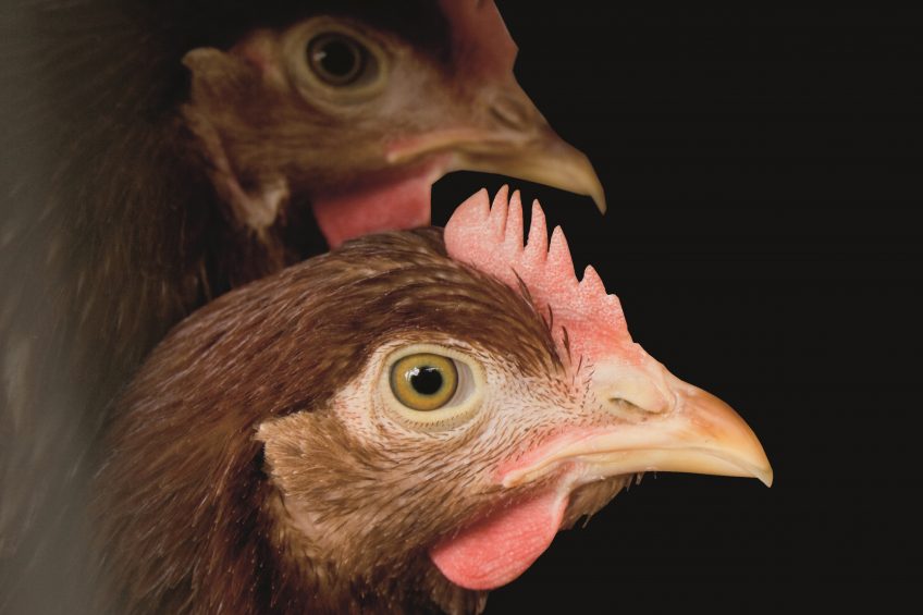 Hens with intact beaks. Dutch industry sources estimate fewer than 10% of birds placed after September this year will have beak treatment. Photo: Koos Groenewold
