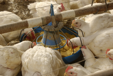 Avian influenza financially impacted Dutch chicken company