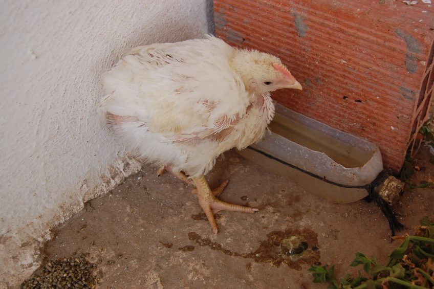 Poultry keepers warned to be vigilant of Newcastle Disease. Photo: Wikimedia