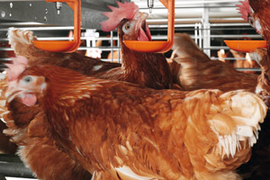 Status of confined housing for hens in the US