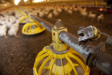 Recent research shows that exposure to lipopolysaccharides through dust in the environment impairs the immune response in chickens and can lower resistance against pathogenic insults.