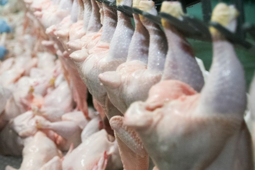 Brazilian poultry exports to Saudi Arabia resume. Photo: Shutterstock
