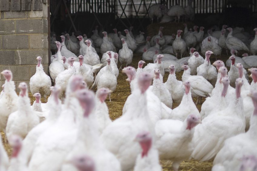 Farmyard-reared white turkeys enjoy airy barns and access to straw-covered yards outdoors. Photos: Jake Davies