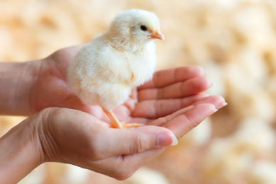 VIV MEA event: Driving poultry profit through gut health