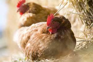 Kyrgyzstan poultry farmers on verge of bankruptcy