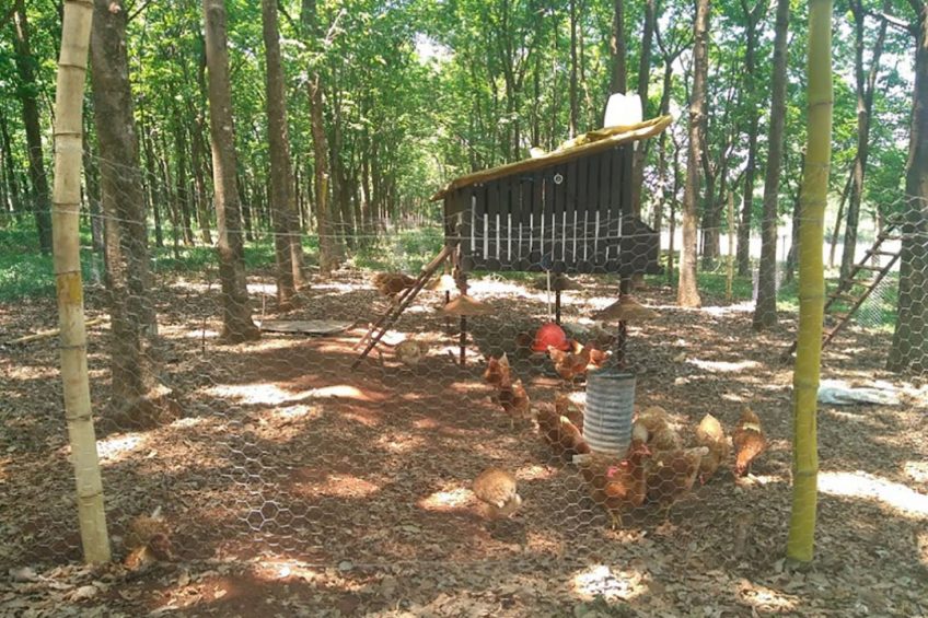 Birds do extremely well in the agroforestry system according to researched by the University of Sao Paulo. Photo: Esalq