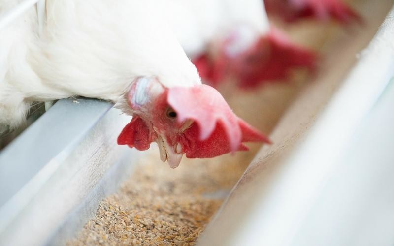 Designing poultry diets for digestion. Photo: Alltech