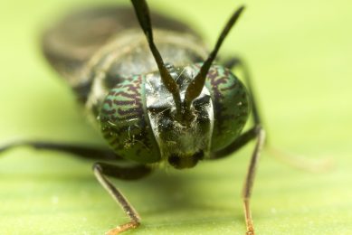 Photo: InsectWorld / Shutterstock
