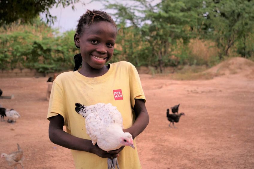 The current yearly Poulet du Faso production in Burkina is around 1.3 million day-old chicks. Photo: Ceva