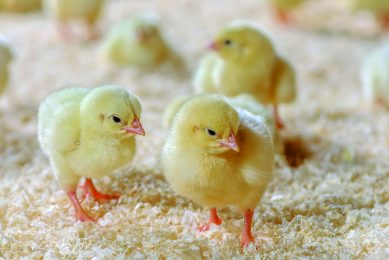 Nice, clean and uniform chicks, for a dream start for your flock. Photo: Marcel Berendsen