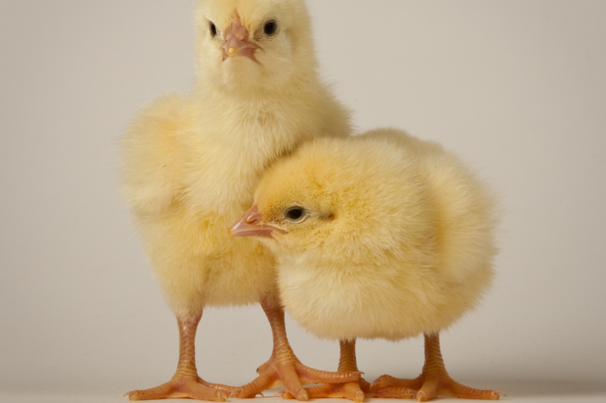 Incubation affects chick quality