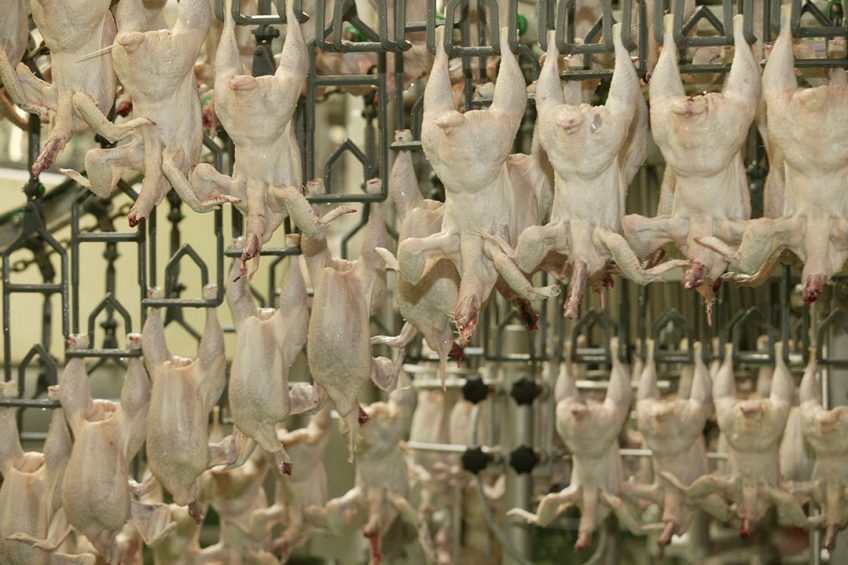 Broiler breast quality defects may be the cause of downgrades and profit loss for a processor. Photo: Henk Riswick