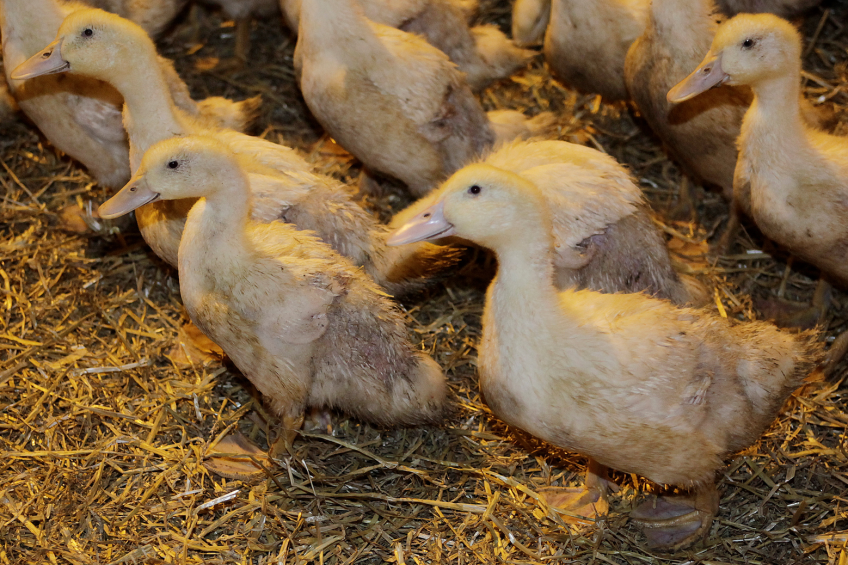 British egg producers feel the strain in bird flu zone