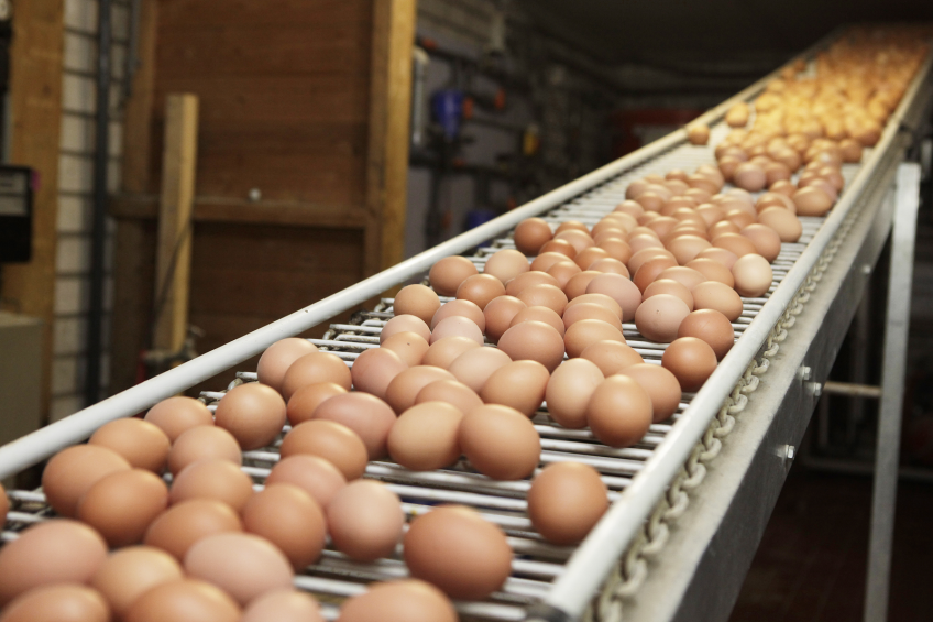 Russia increases egg production