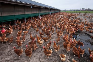With the growing popularity of free range poultry production, birds encounter long forgotten diseases. Autovaccines can help to mitigate the risks. Photo: Herbert Wiggerman