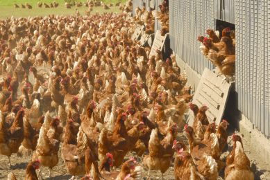 North West England to remain under bird flu restrictions. Photo: Broker/Rex/Shutterstock