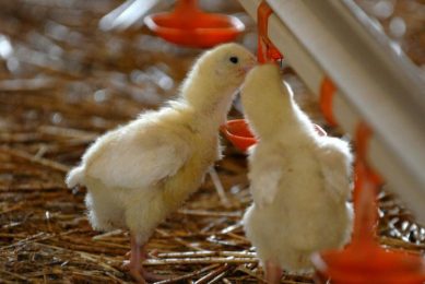 Antibiotic-free poultry programmes take time. Photo: Alltech
