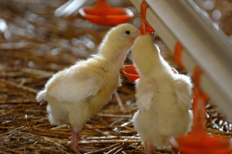 Antibiotic-free poultry programmes take time. Photo: Alltech