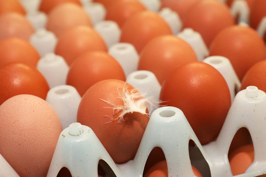 The sector needs to celebrate the naturalness and nutrition of  clean label  eggs. Photo: Henk Riswick
