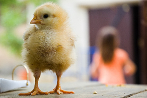 Study suggest chickens are smarter than toddlers