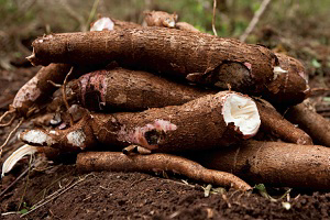 Ghana: Turning cassava peel into animal feed