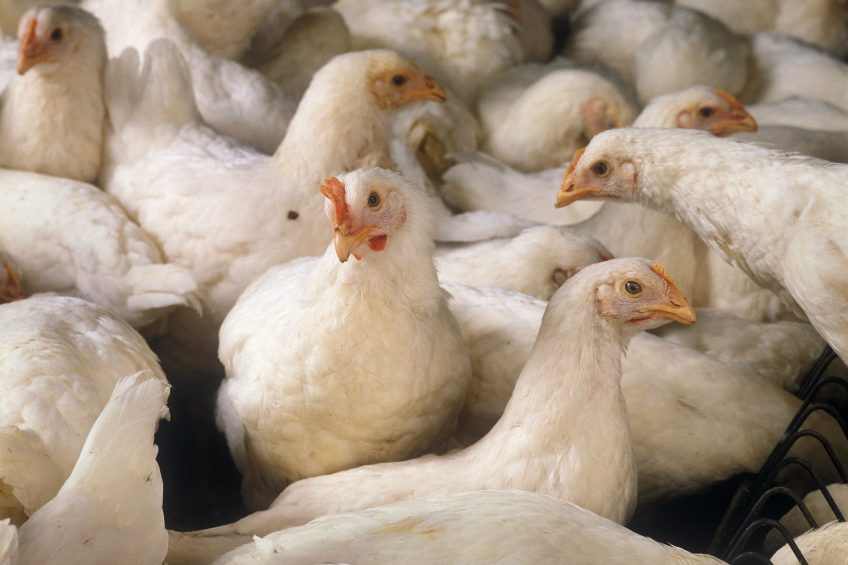 Researcher looks to Crowdfunder to fund coccidiosis research. Photo: Design Pics Inc/Rex/Shutterstock