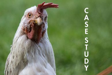 Case study: Imports dominate South African poultry market