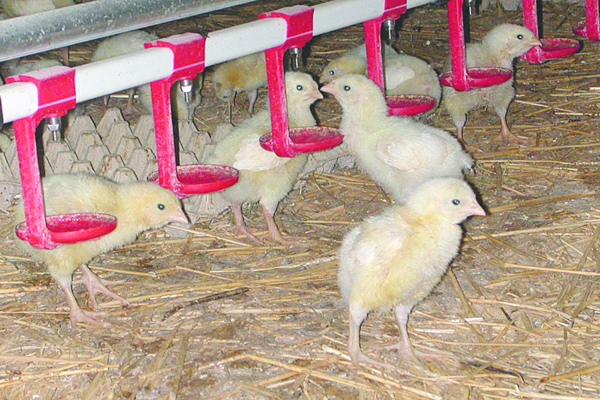 Chicks. Photo: Wouter Steenhuisen