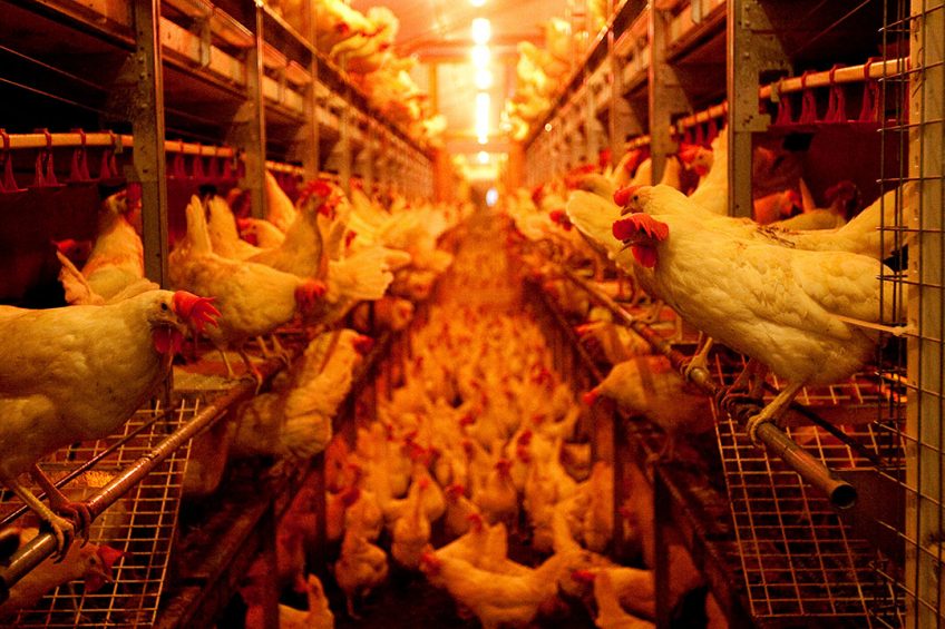 Across all poultry species, each crop will require the light intensity to be measured and recorded at bird eye-level to confirm that farms are meeting the standards. Photo: Ronald Hissink
