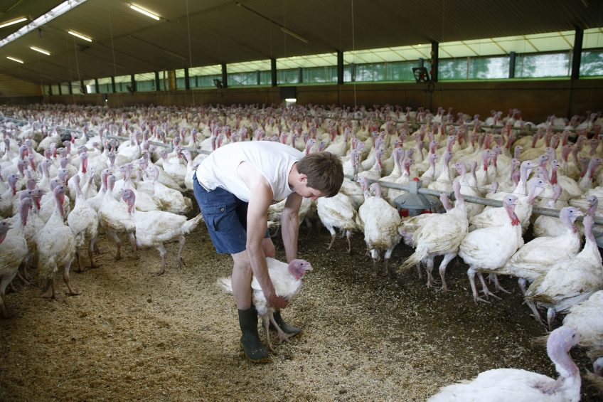 Reducing antibiotics in turkey production. Photo: Hans Prinsen