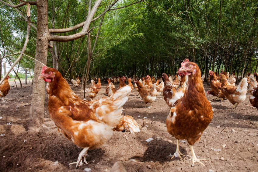 France leads Europe s organic poultry sector
