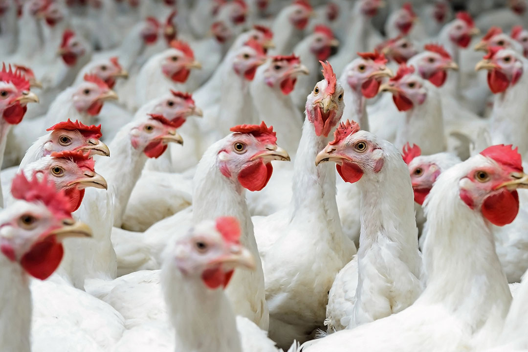 Research: What makes chickens happy? - Poultry World