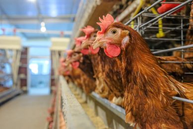 The laying hen can naturally continue to produce eggs for many years. However, her peak production will naturally decline with age. Photo: Shutterstock