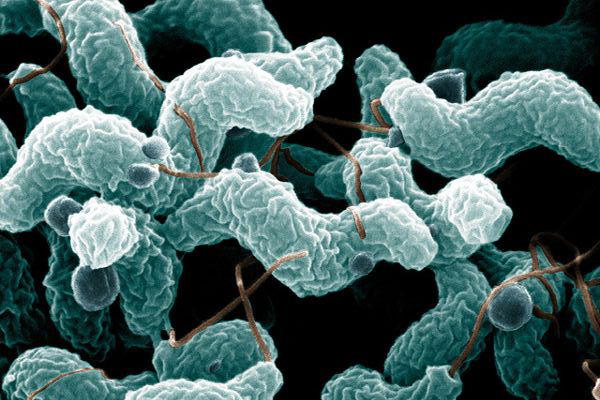 Study of food-borne bacteria focuses on Campylobacter