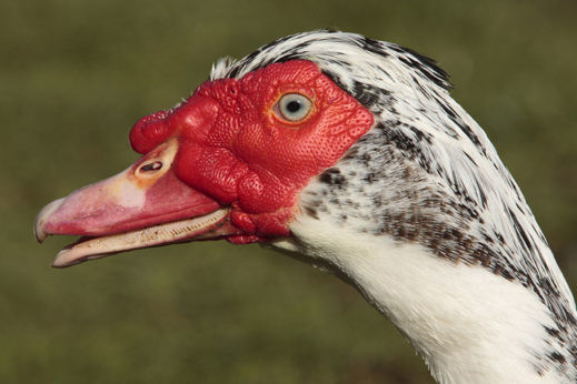 Backyard flock with avian influenza was not housed. Photo: Richard Becker/FLPA/image Broker/REX/Shutterstock