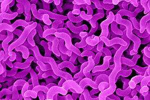 UK: Faccenda launches trials to reduce Campylobacter