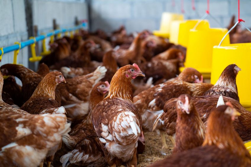 Vietnam has met local demand for poultry and is now looking to expand export potential. Photo: Tawatchai07