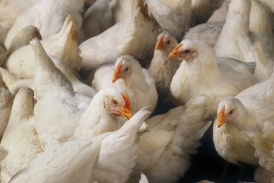 Concerns rising over effective poultry stunning. Photo: Design Pics Inc/REX/Shutterstock