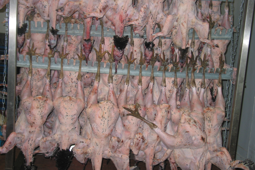 The quality traits of processed turkey differ depending on the curing method used.