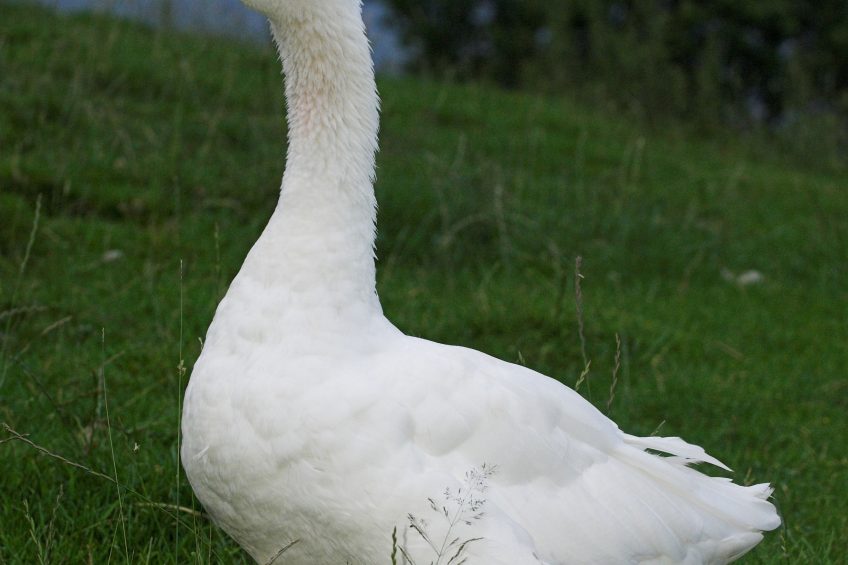 Mandatory Credit: Photo by Wayne Hutchinson/FLPA/imageB/REX/Shutterstock (5306623a) Domestic Goose, white adult, standing in pasture, England, Europe VARIOUS