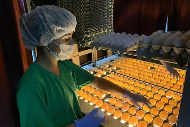 The basis for vaccine manufacturing is a fertilised egg that has been incubated for 10-11 days and handled in accordance with strict quality control and hygiene standards. Photo: Fabian Brockotter