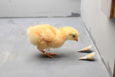 Research examines chickens perception of colour