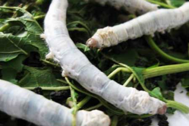silk worms