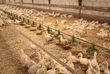 Nutritional studies were carried out at Huazhong Agricultural University, China in order to compare the effectiveness of OH-Met to DL-Met in Cherry Valley ducks, as well as determining the bio-efficacy of the two sources. Photo: Dick van Doorn