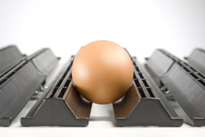 Vencomatic focuses on the egg for optimising profits