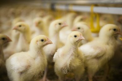 UAE poultry sector facing several challenges. Photo: Marco Vellinga
