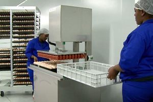 Namib Poultry on a steep learning curve