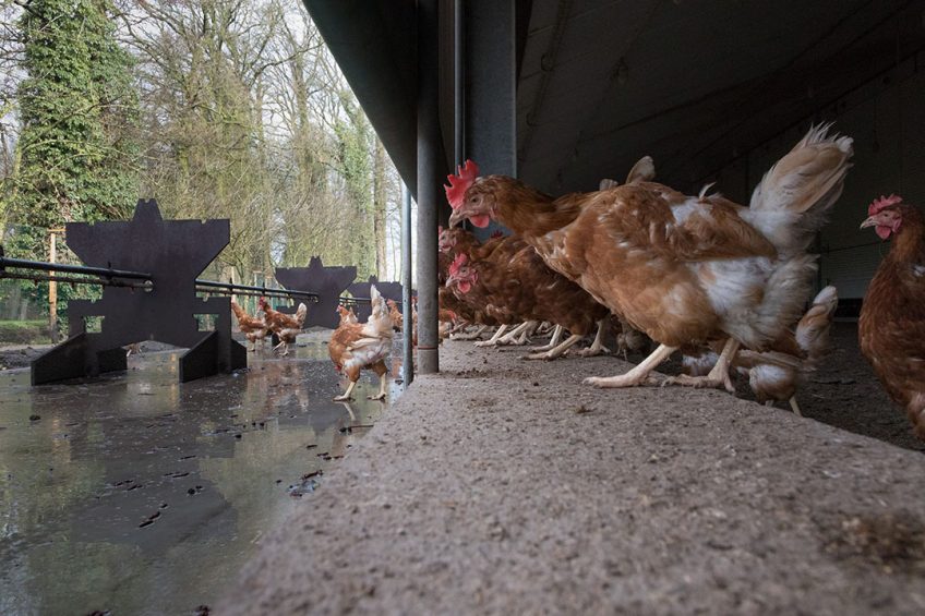 The free-range layer sector in the UK is growing at a pace supply is outgrowing demand. Photo: Joris Telders